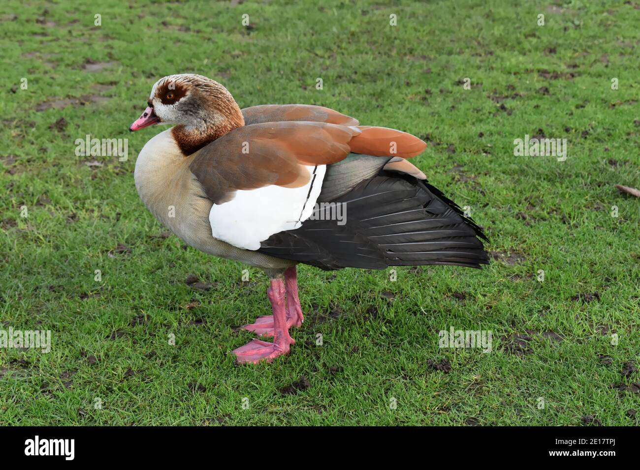 This pale brown and grey goose has dark eye-patch. It was introduced as ornamental wildfowl but escaped to the wild and is now breeding in feral state Stock Photo