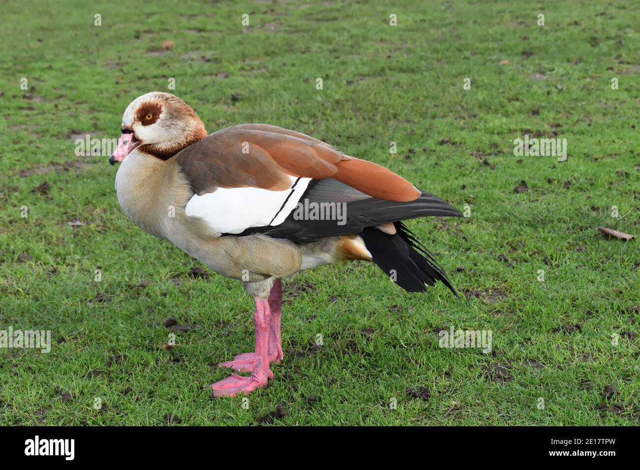 Egyptian goose in the UK Males and females look alike both waterbirds having chestnut brown patches surrounding their eyes Their legs feet are pinkish Stock Photo