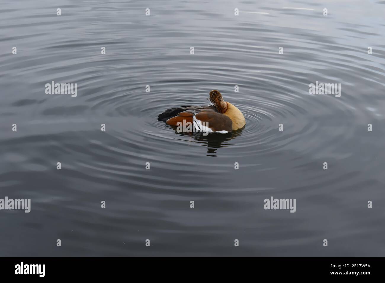 Egyptian goose floating in water The distinctive small geese are ...