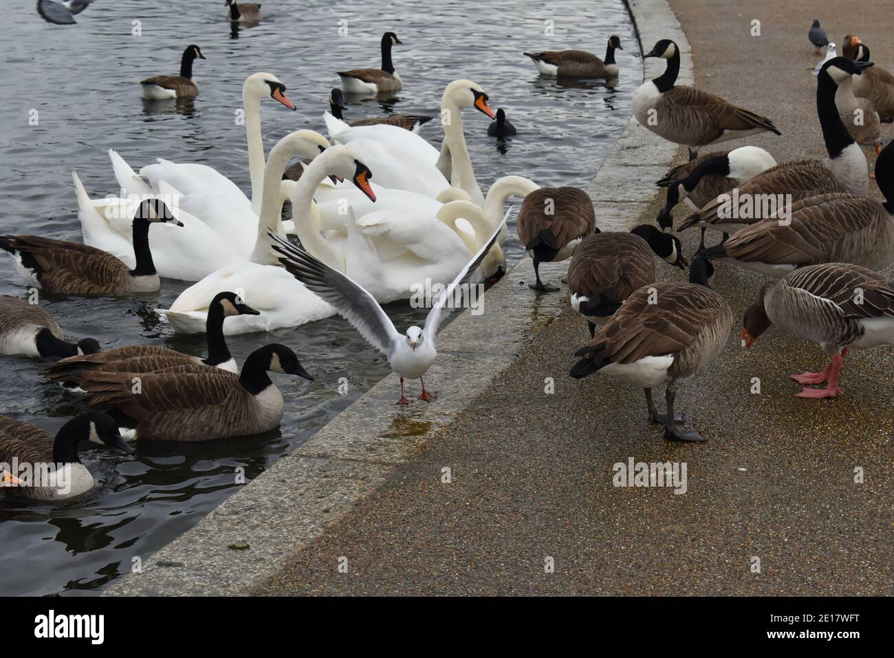 Nonbreeding black-headed gull among mute swans Canada and greylag geese in London It has dark smudging above and behind the eyes dusky-tipped red bill Stock Photo