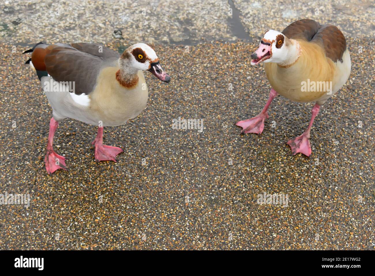 Pair of Egyptian geese hissing in London park. This distinctive small goose is a member of the shelduck family with chestnut patch encircling its eyes Stock Photo