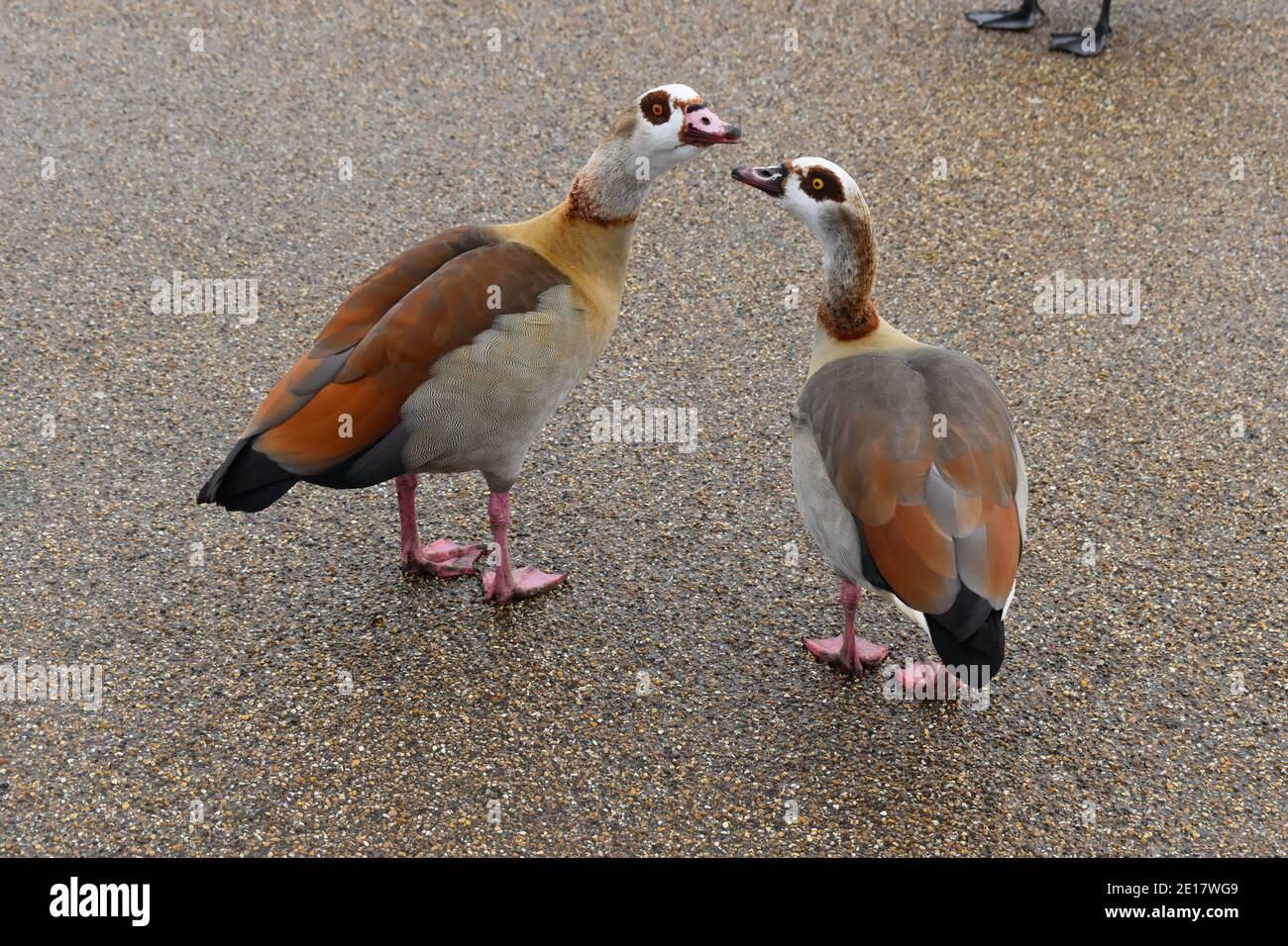 Egyptian geese courting. They are waterbirds with chocolate brown eye patches. Their upper plumage varies from reddish to brownish paler on the flanks Stock Photo