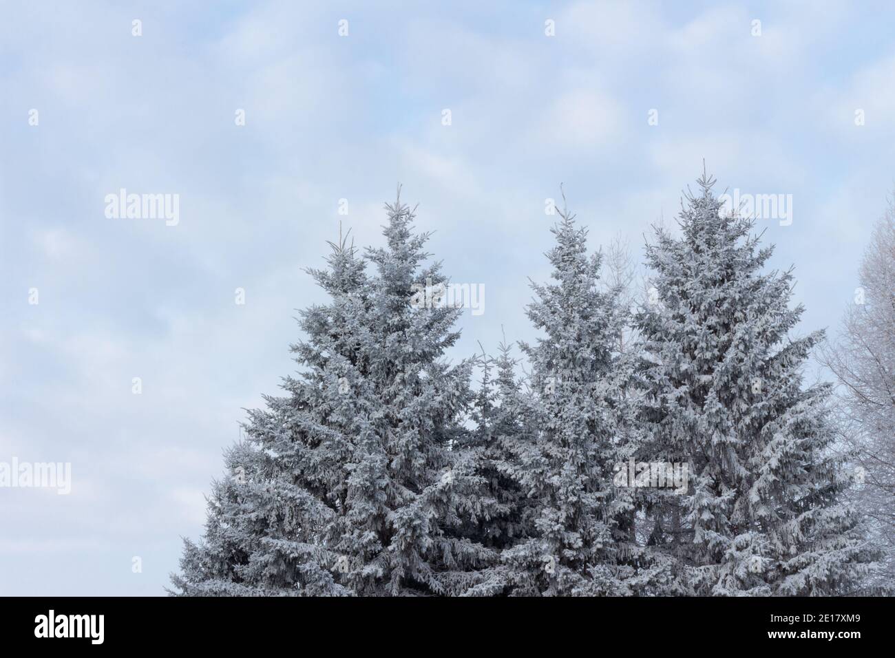 hoar frost and snow covered evergreen spruce trees with blue sky with light fluffy clouds in background Stock Photo