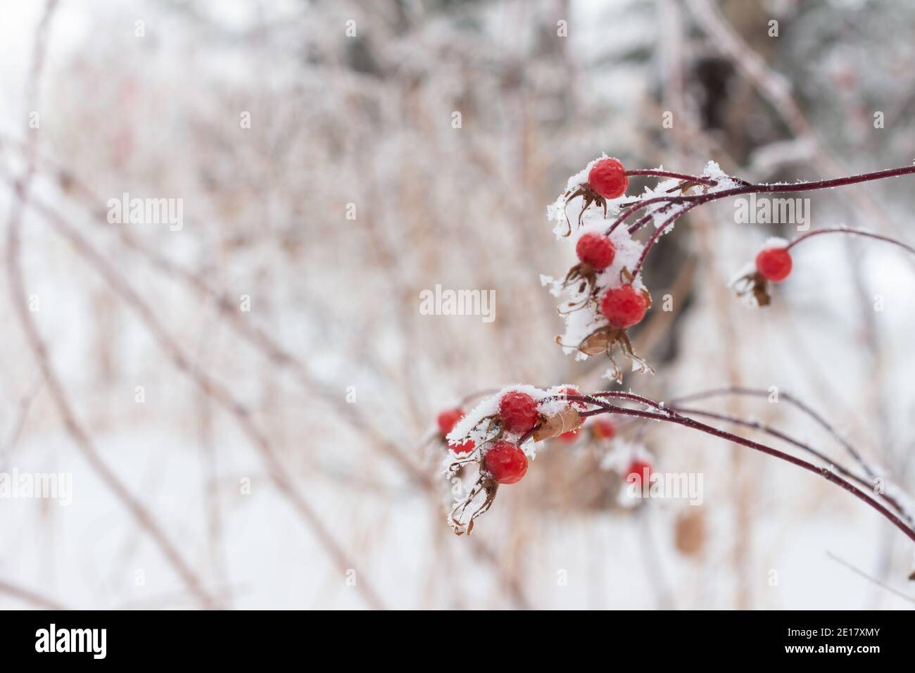 Frost covered red rose hip berries in snow covered landscape Stock Photo