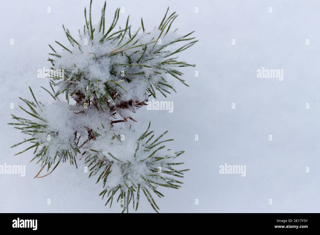 young pine tree covered in frost and snow up close Stock Photo - Alamy