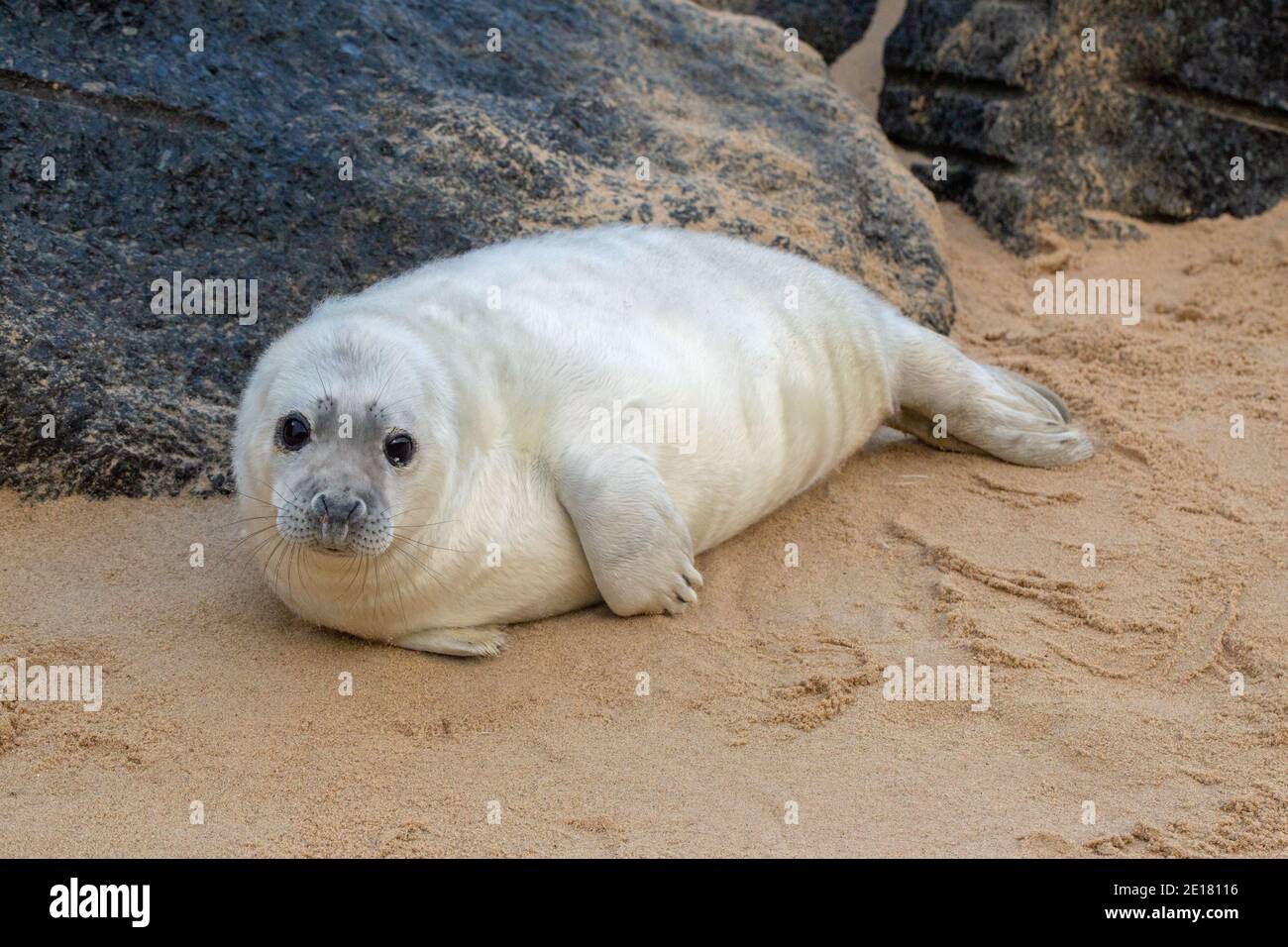 Grey Seal (Halichoerus grypus). White coated, pup, resting, lying, head raised, on Waxham beach. Norfolk. Sheltering behind imported granite boilders Stock Photo