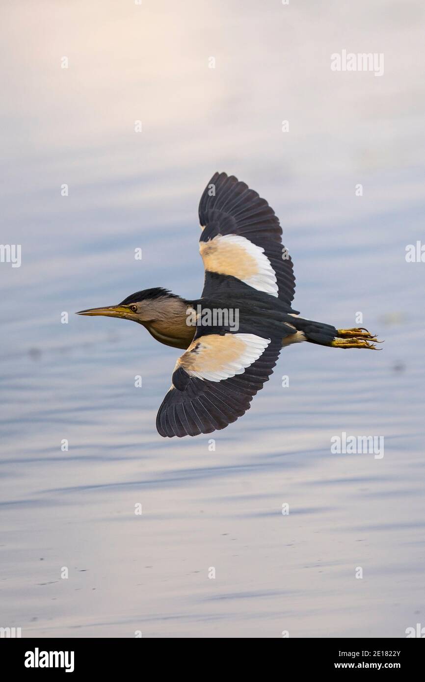 Little Bittern (Ixobrychus minutus) male flying, Baden-Wuerttemberg, Germany Stock Photo