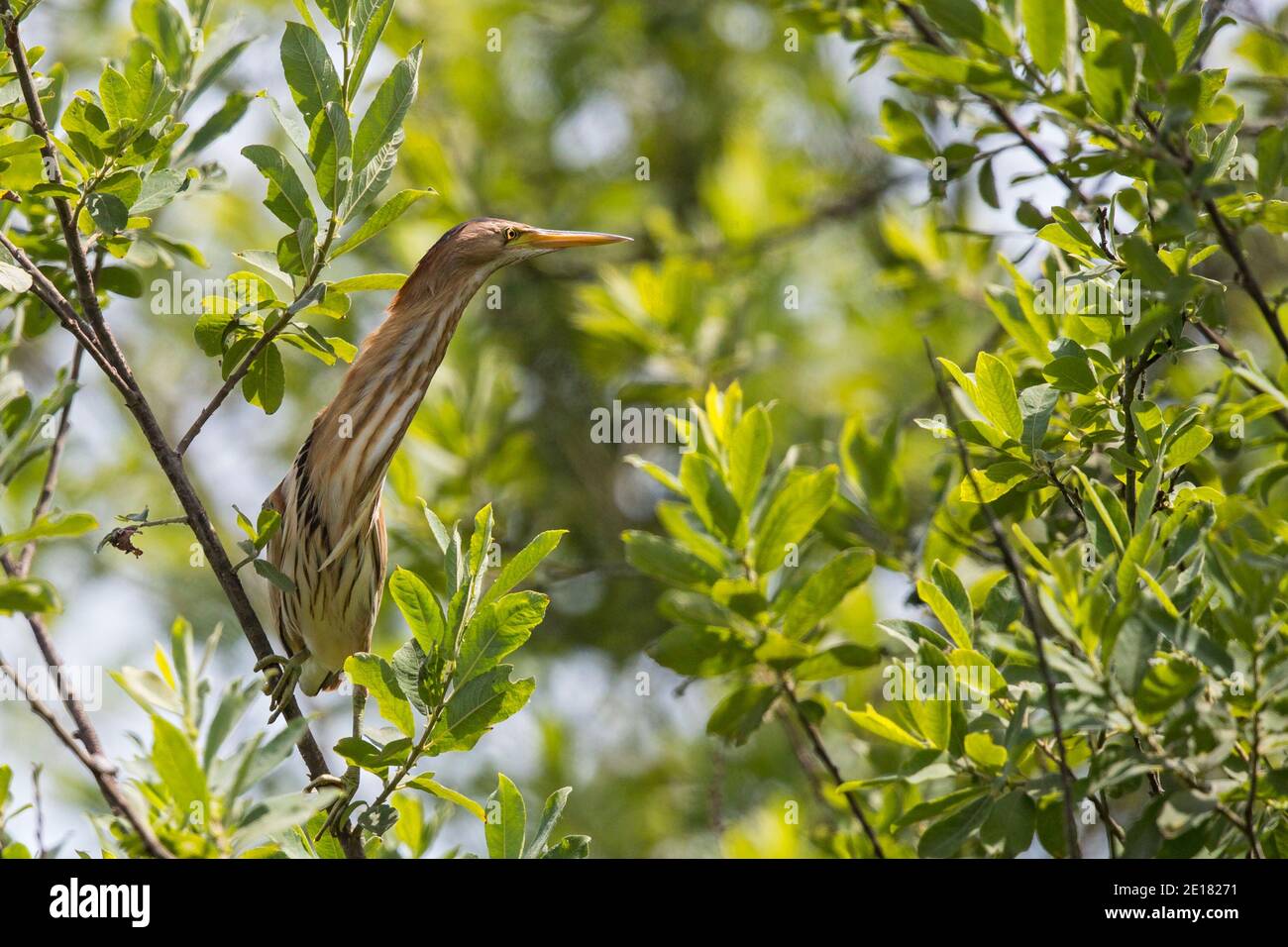 Zwergdommel (Ixobrychus minutus) Weibchen in Weidenbusch, Baden-Württemberg, Deutschland Stock Photo