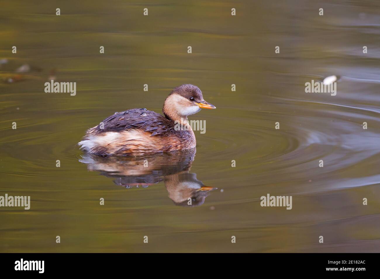 Little Grebe (Tachybaptus ruficollis) swimming on lake with water reflection, Hesse, Germany Stock Photo