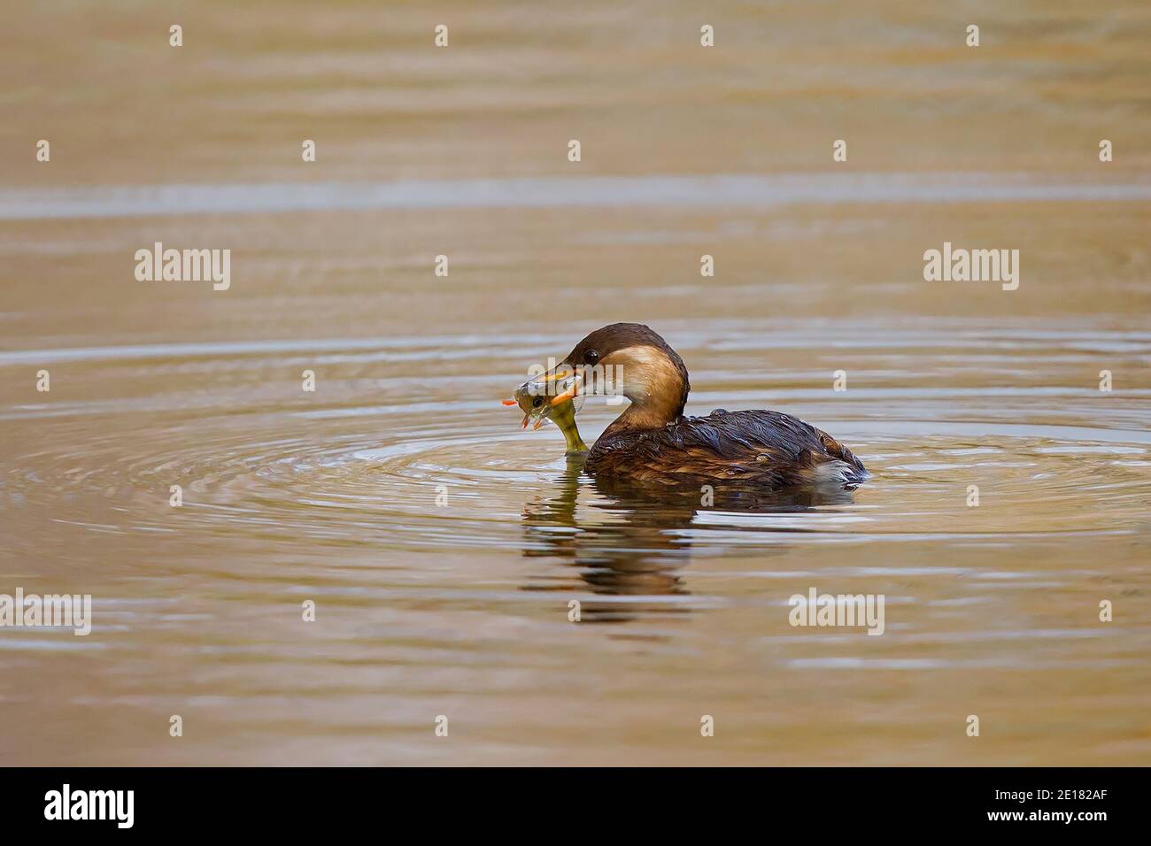 Little Grebe (Tachybaptus ruficollis) adult swimming with fish in bill, Hesse, Germany Stock Photo