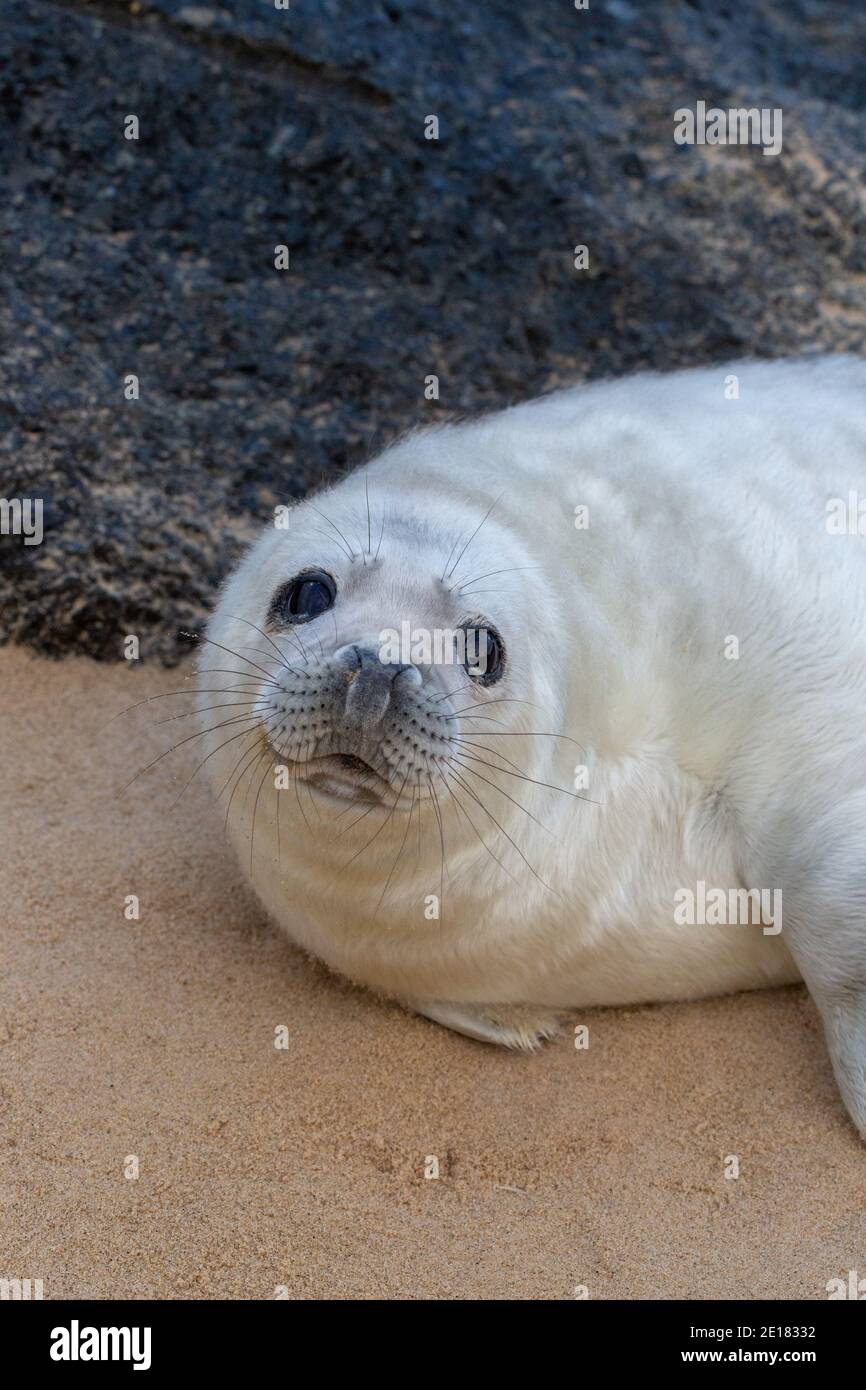 Grey Seal (Halichoerus grypus). White coated, pup, resting, lying, head raised, on Waxham beach. Norfolk. Sheltering behind imported granite boulder. Stock Photo