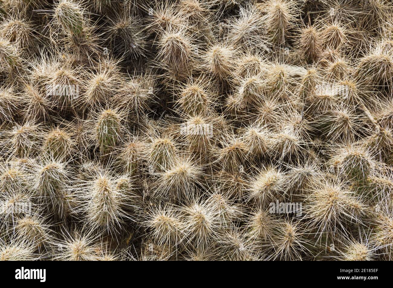 background of long spined prickly pear cactus Stock Photo