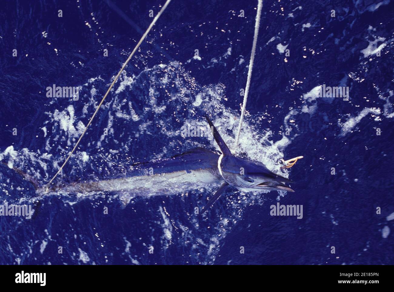 Sailfish brought to the stern with ropes while fishing in French Polynesia Stock Photo