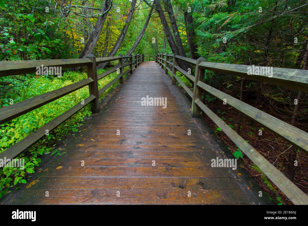 Beautiful boardwalk trail through a lush green forested tunnel of trees on the North Country