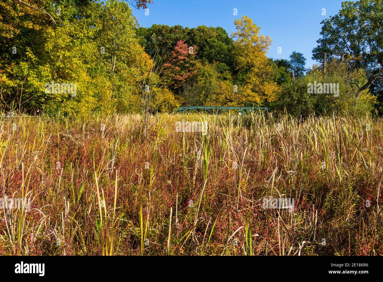 Autumn Wetlands Landscape. Vibrant fall foliage at historic bridges park in Battle Creek, Michigan. Stock Photo