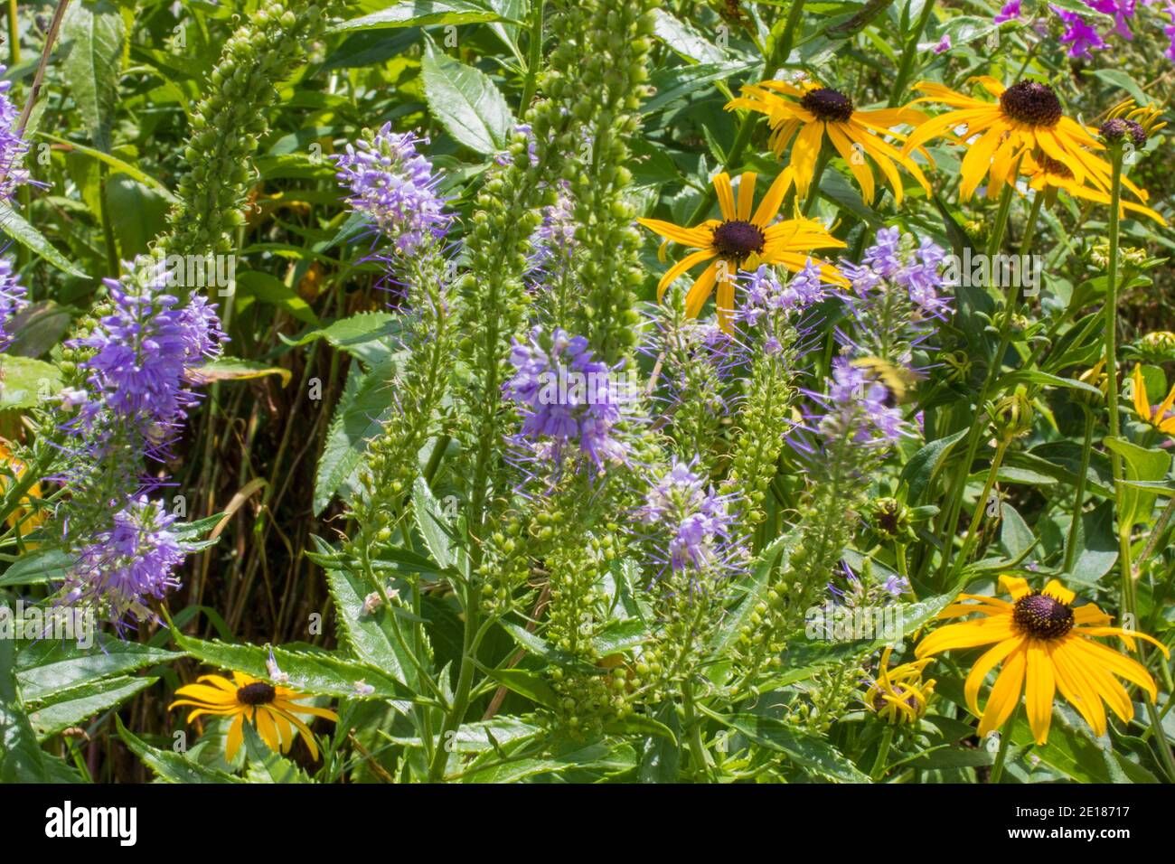Summer garden perennials with a group of beautiful black eyed Susan. Stock Photo