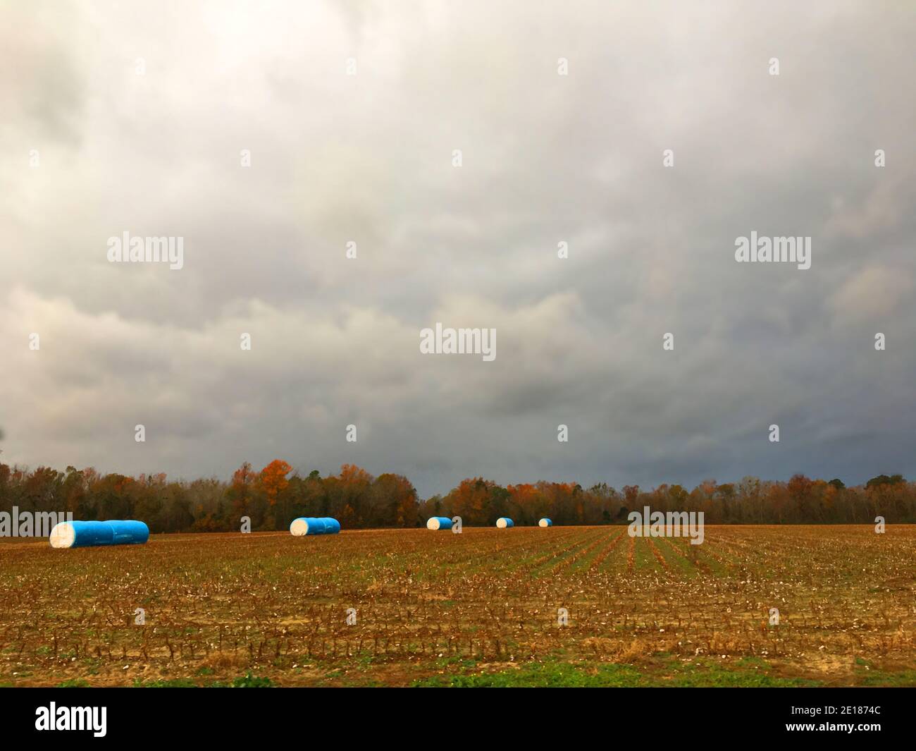Burke County, Ga USA 12 15 20 Cotton bales and a cotton farm in