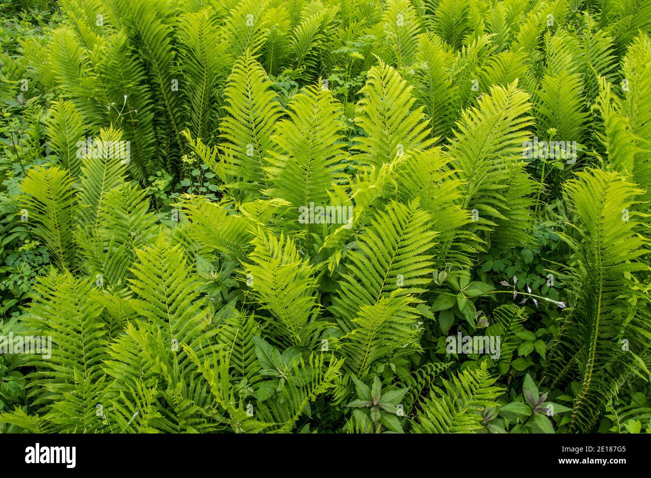 Large group of ostrich fern growing in the wild. Stock Photo
