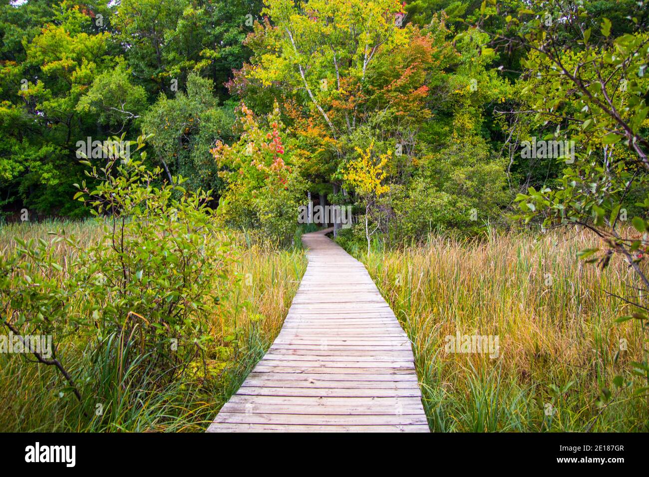 Boardwalk trail diminishing into forest at popular Ludington State Park in Michigan. Stock Photo