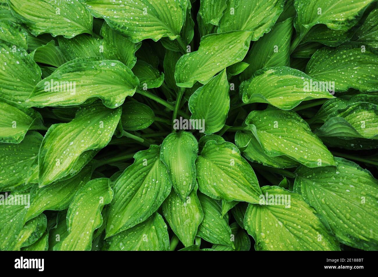 Wet leaves of Hosta fortunei Gold Standard on a rainy day Stock Photo