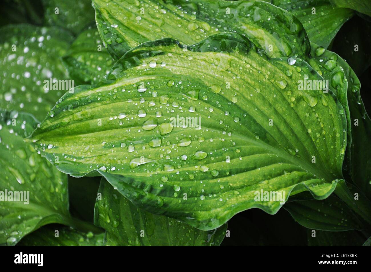 Wet leaves of Hosta Fortunei Gold Standard on a rainy day Stock Photo