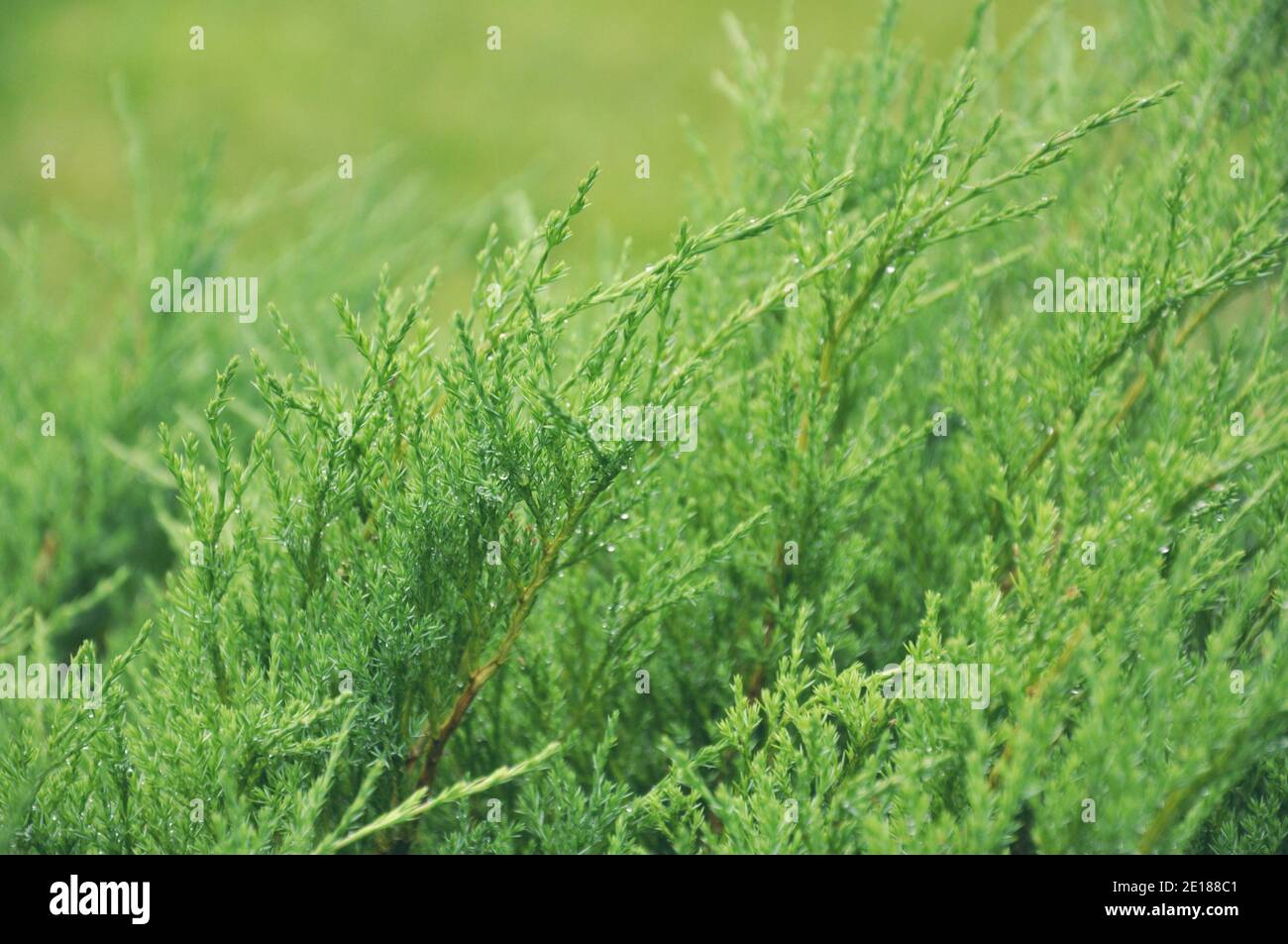 Plant Juniperus horizontalis on background of garden, Andorra Compact, close-up Stock Photo