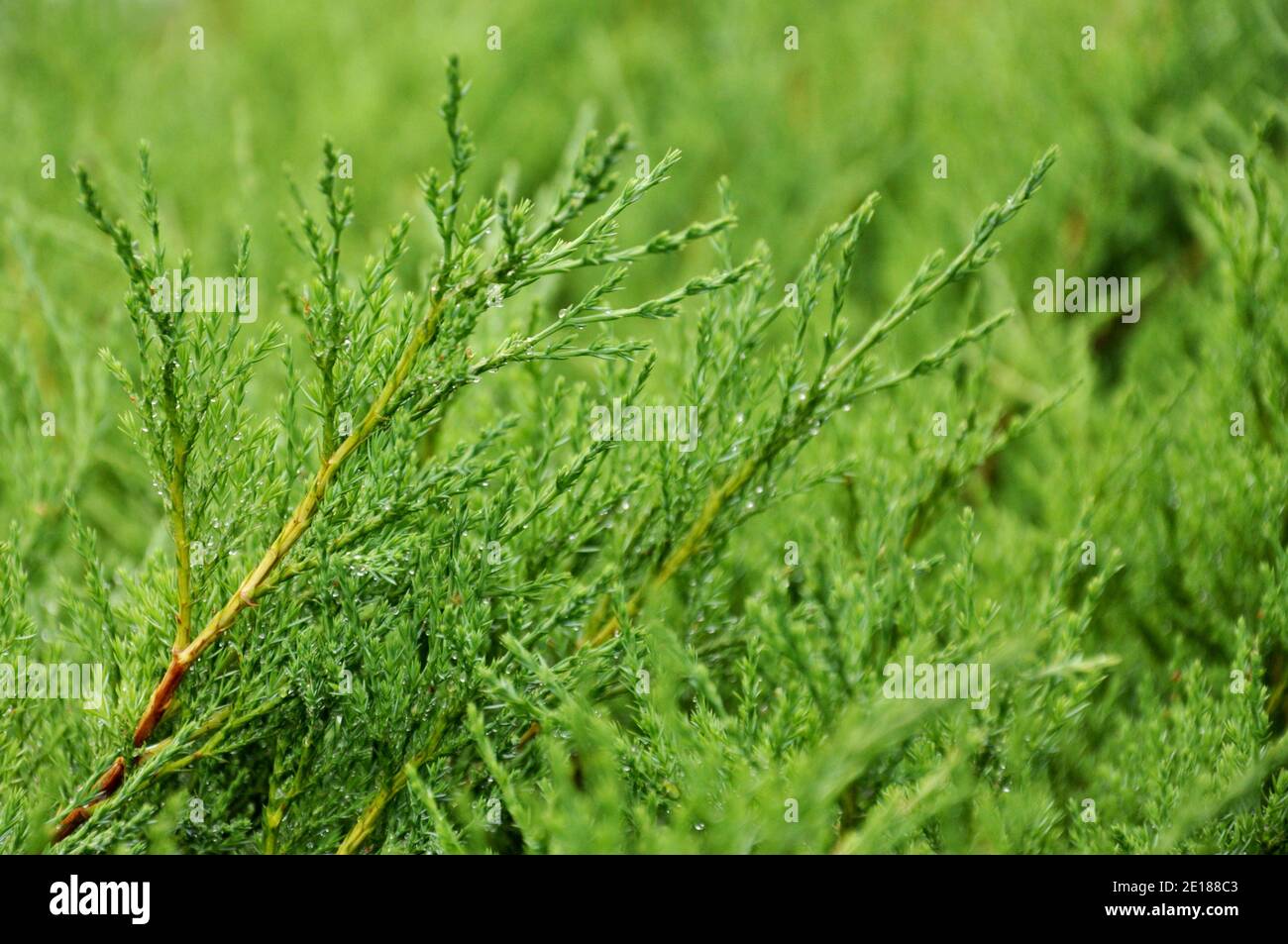 Plant Juniperus horizontalis on background of garden, Andorra Compact, close-up Stock Photo