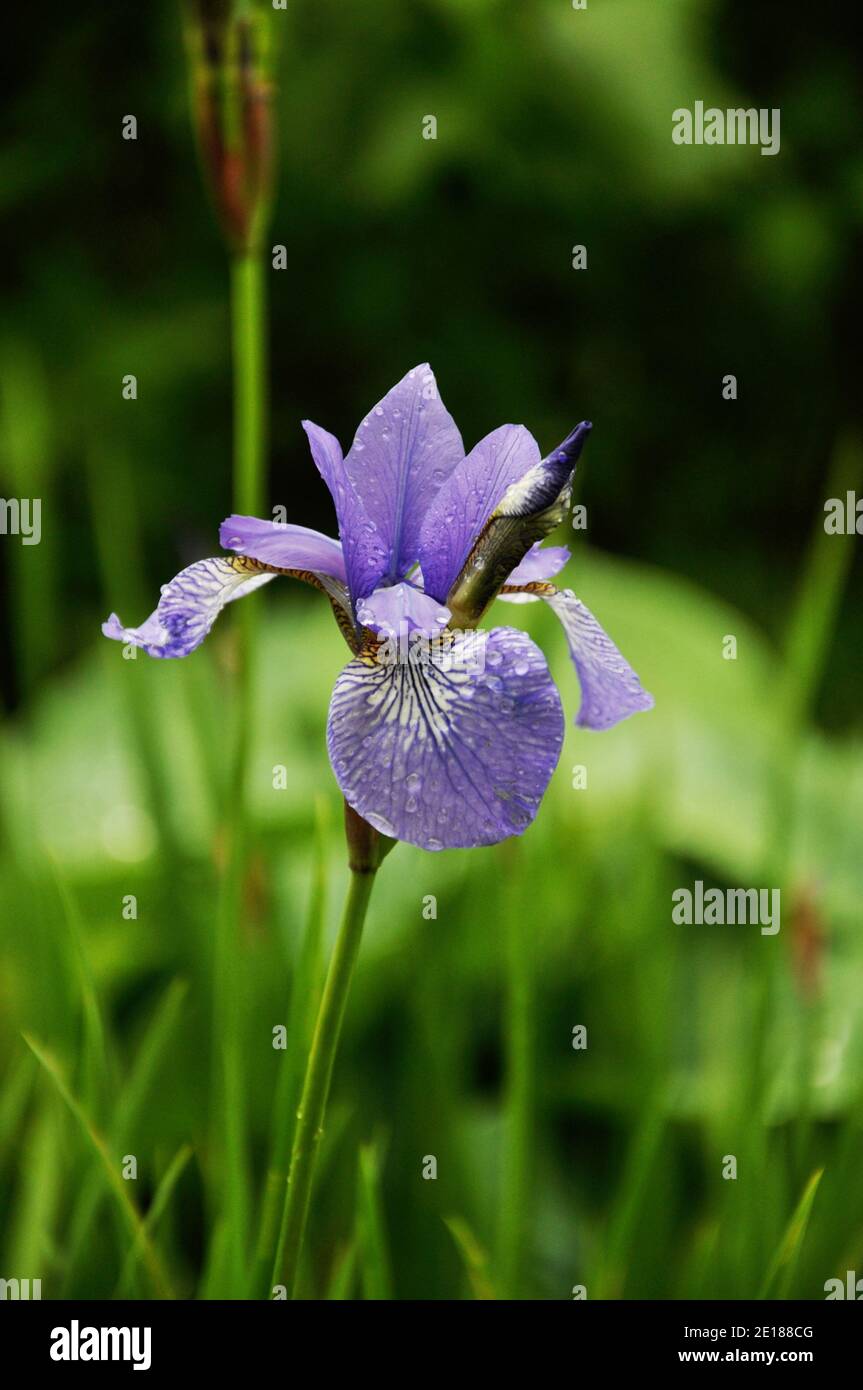 Blue flower of Iris Sibirica with water drops  on rainy day Stock Photo