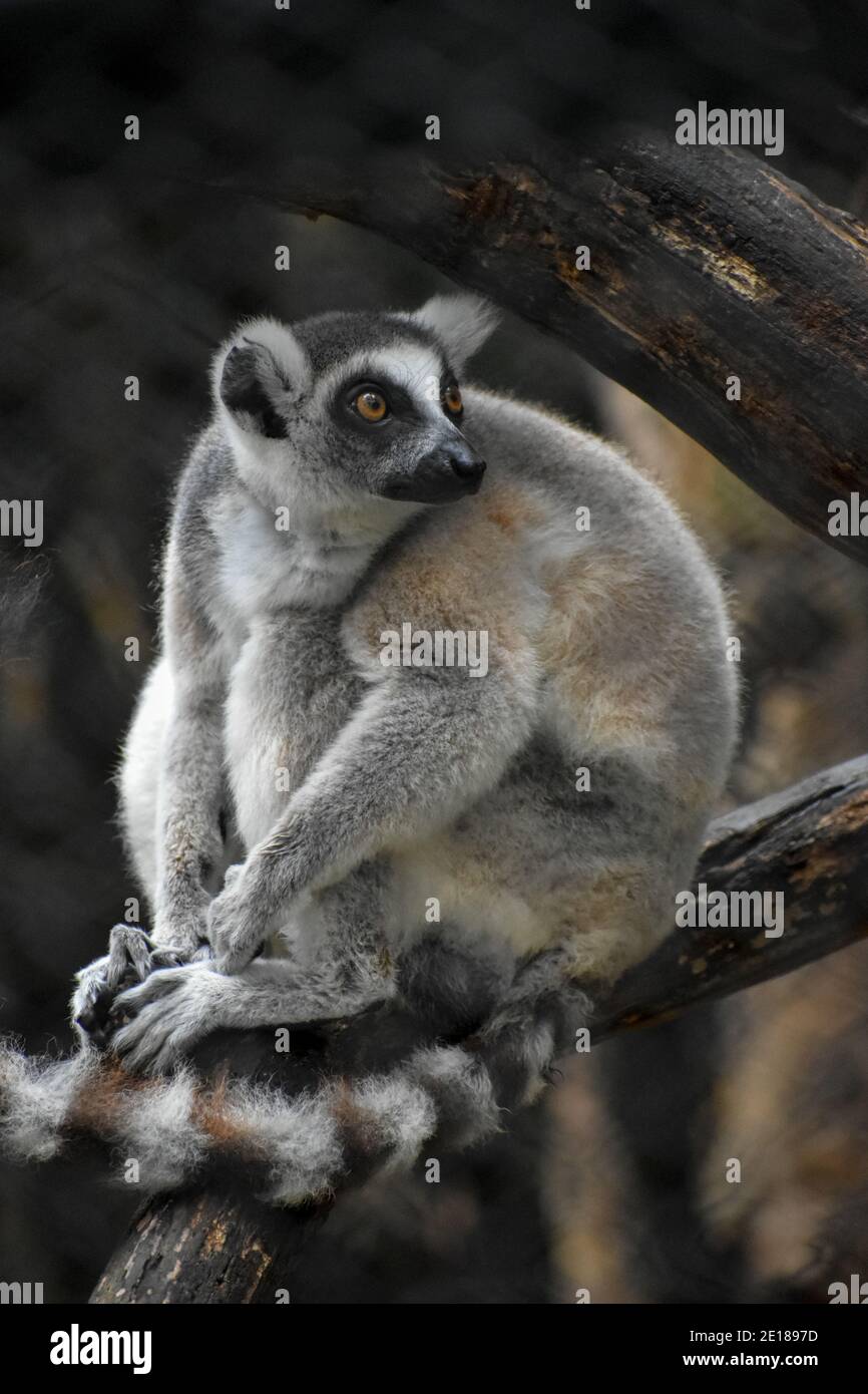 Ring tailed lemur sitting on the branch looking behind. Stock Photo
