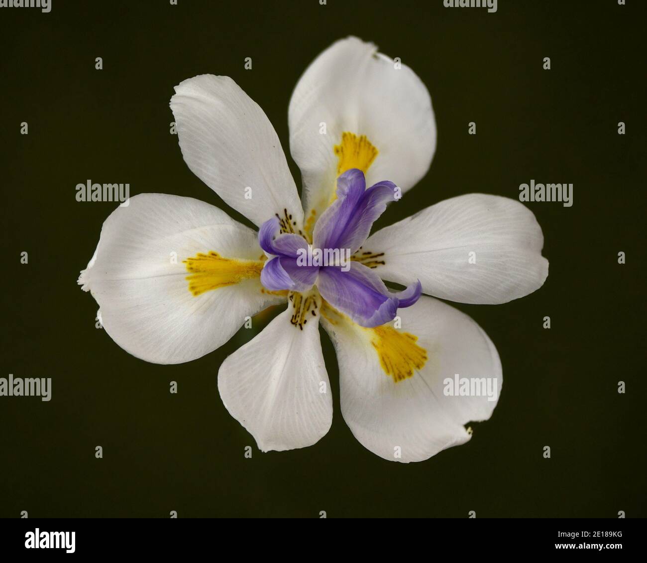 African Iris, Dietes iridioides, on black background, top view. This an ornamental plant in the Iridaceae family the flowers last only one day. Stock Photo
