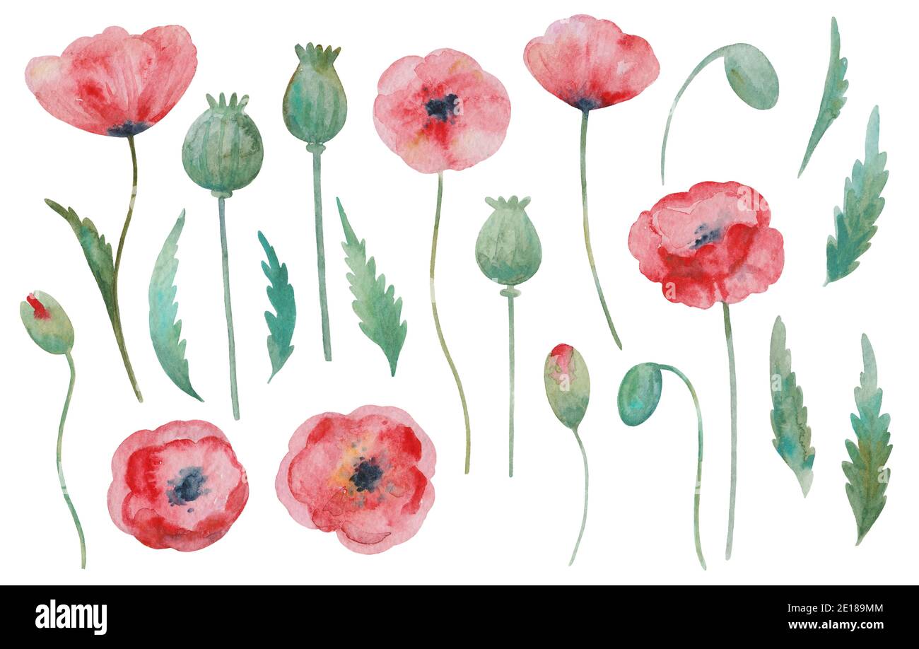 Big set of watercolor painted red poppy, flowers, buds and leaves ...