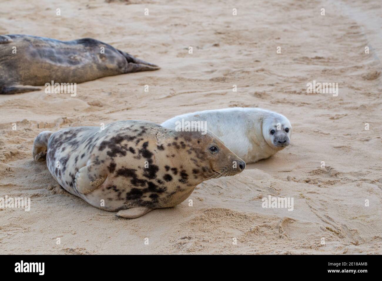 Grey Seal (Halichoerus grypus). Cow, female, mother, with pup behind alongside, on sand beach. Winter. December. Waxham beach. Norfolk. Stock Photo