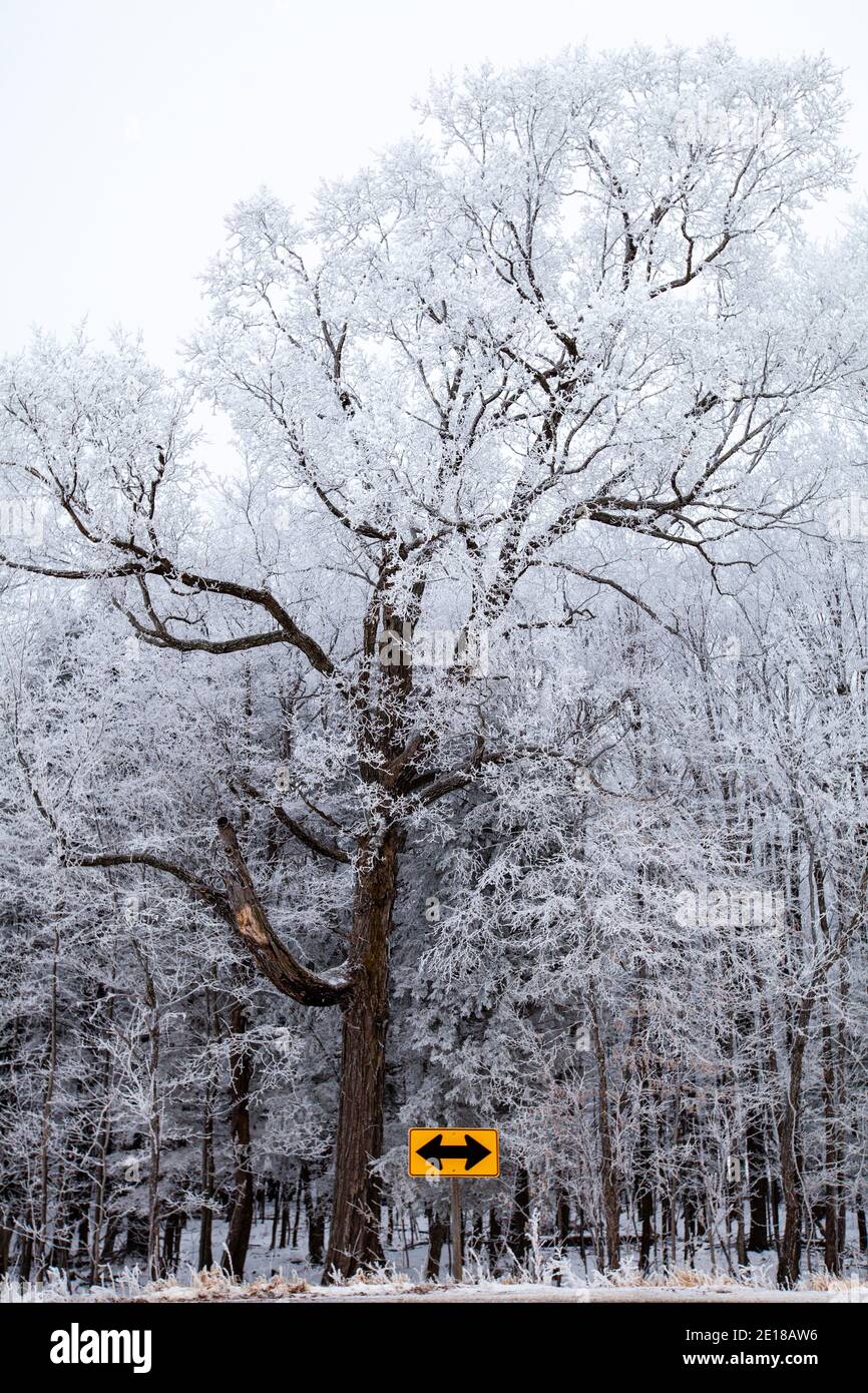 Road sign with arrows going in two directions by a frost covered Wisconsin forest, vertical Stock Photo