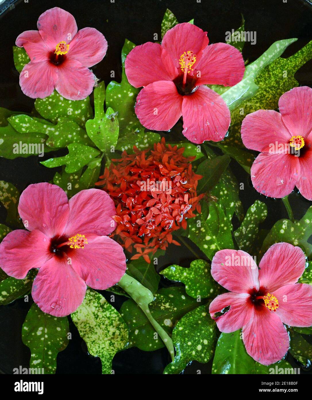 Water flowers in a garden in Auroville, Tamil Nadu, India. Stock Photo