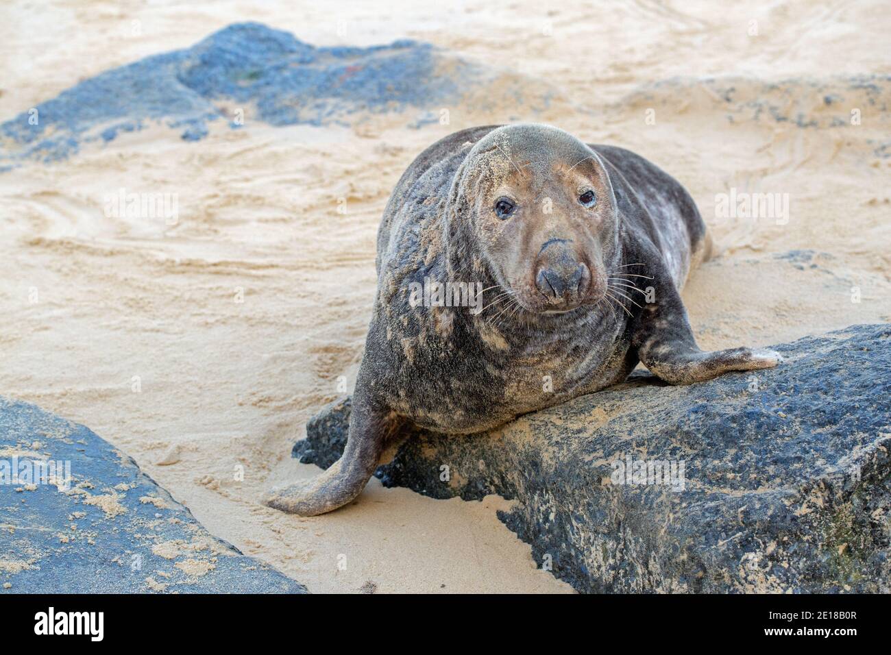 Grey Seal (Halichoerus grypus). Battle scarred bull. On a sandy beach, hauled out, on a boulder, a sea defence coastal erosion defence importation. Wa Stock Photo
