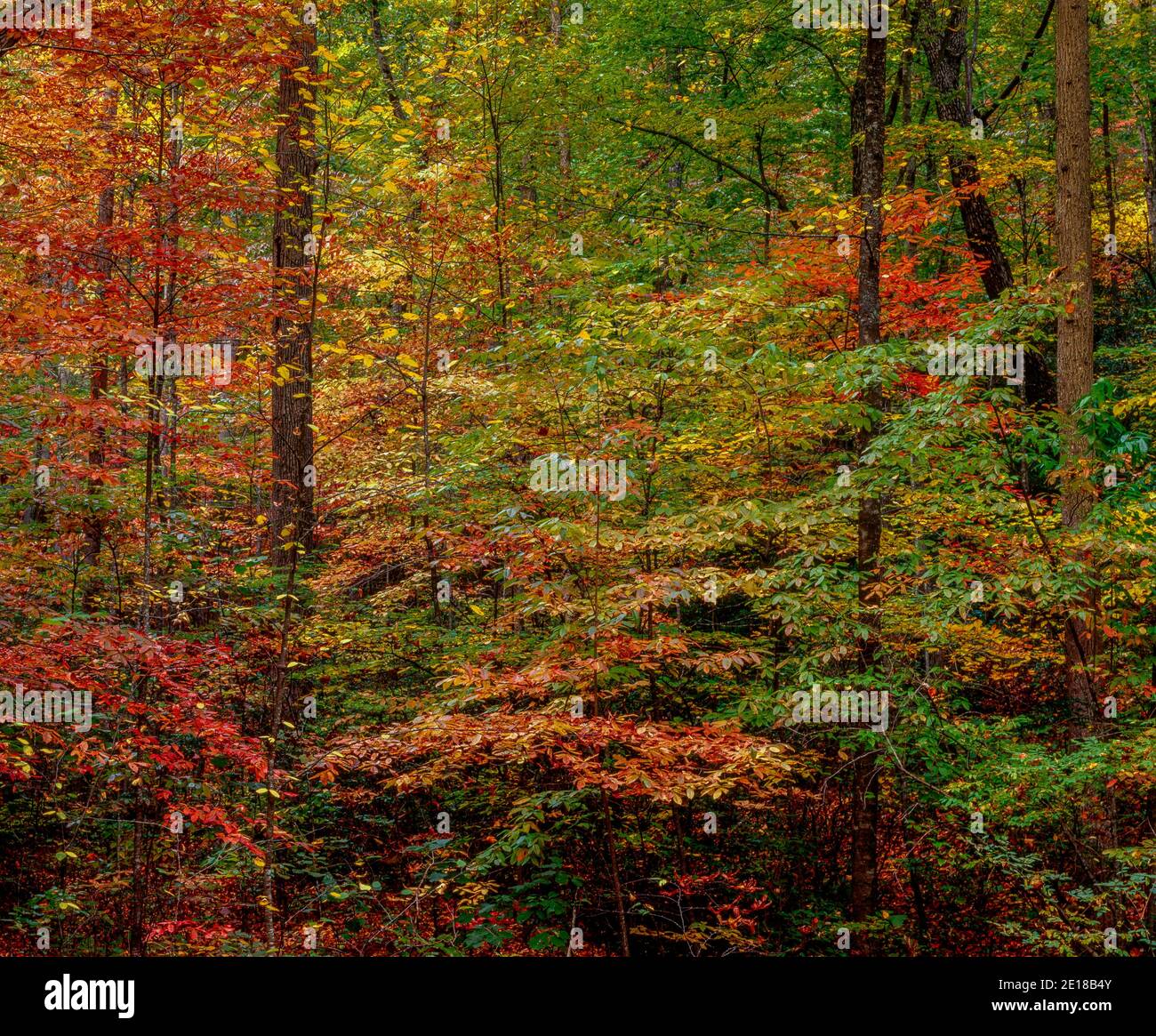 Autumn Color, Pisgah National Forest, North Carolina Stock Photo Alamy
