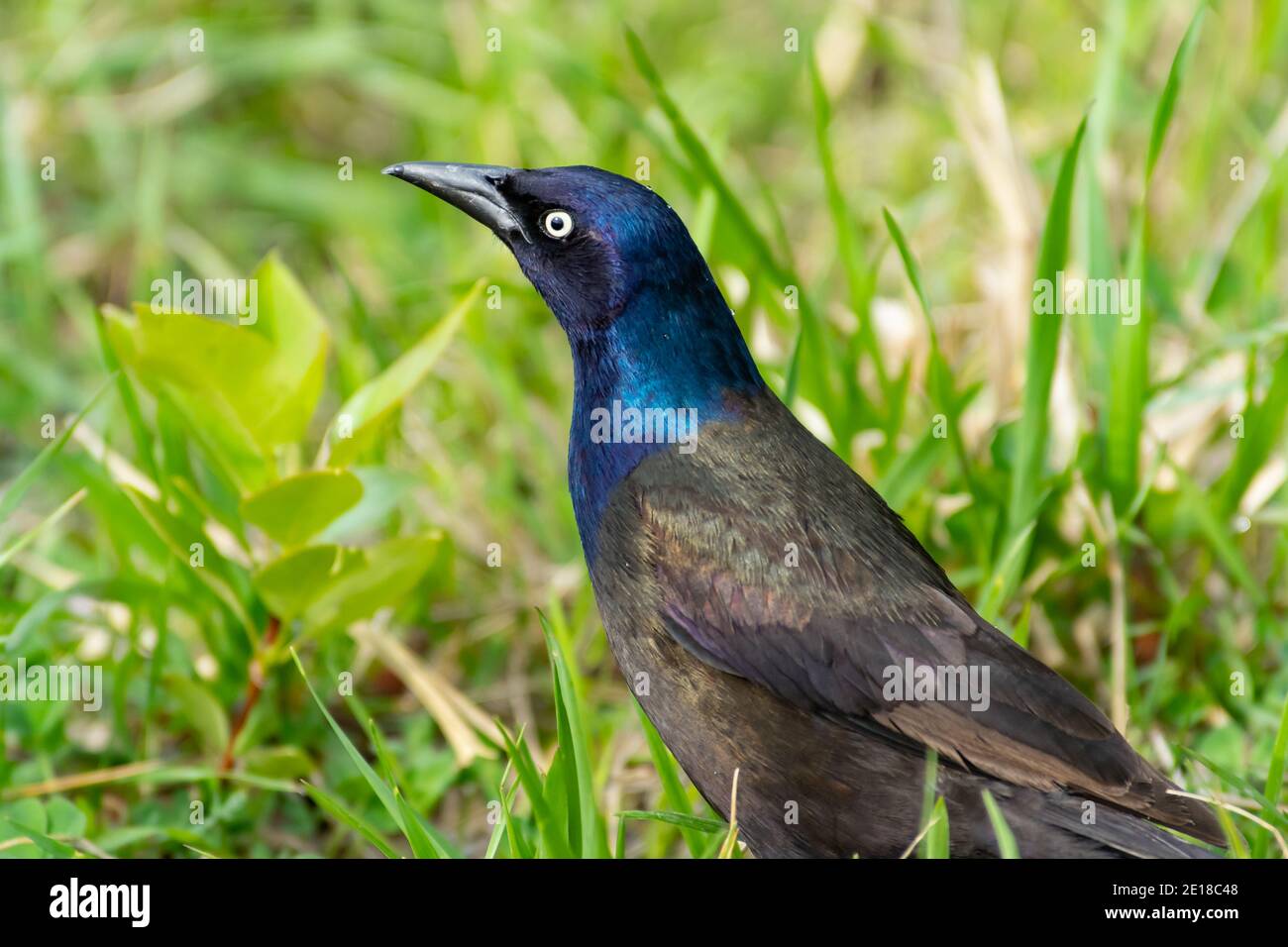 Closeup of the iridescent blue head of a common grackle, Quiscalus quiscula, in the Lois Hole Provincial Park, Alberta, Canada Stock Photo