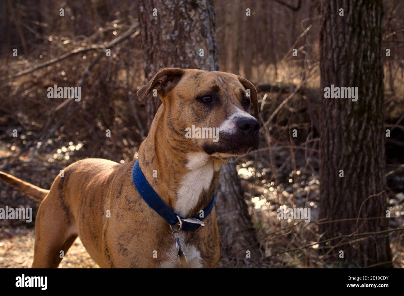 A happy brindle pit bull wearing a blue collar waits for her people at the edge of the woods. Stock Photo