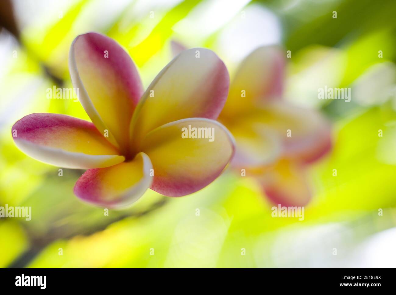 Plumeria flowers, a fragrant blossom deeply tied to Hawaii and its culture, also called ""frangipani Stock Photo