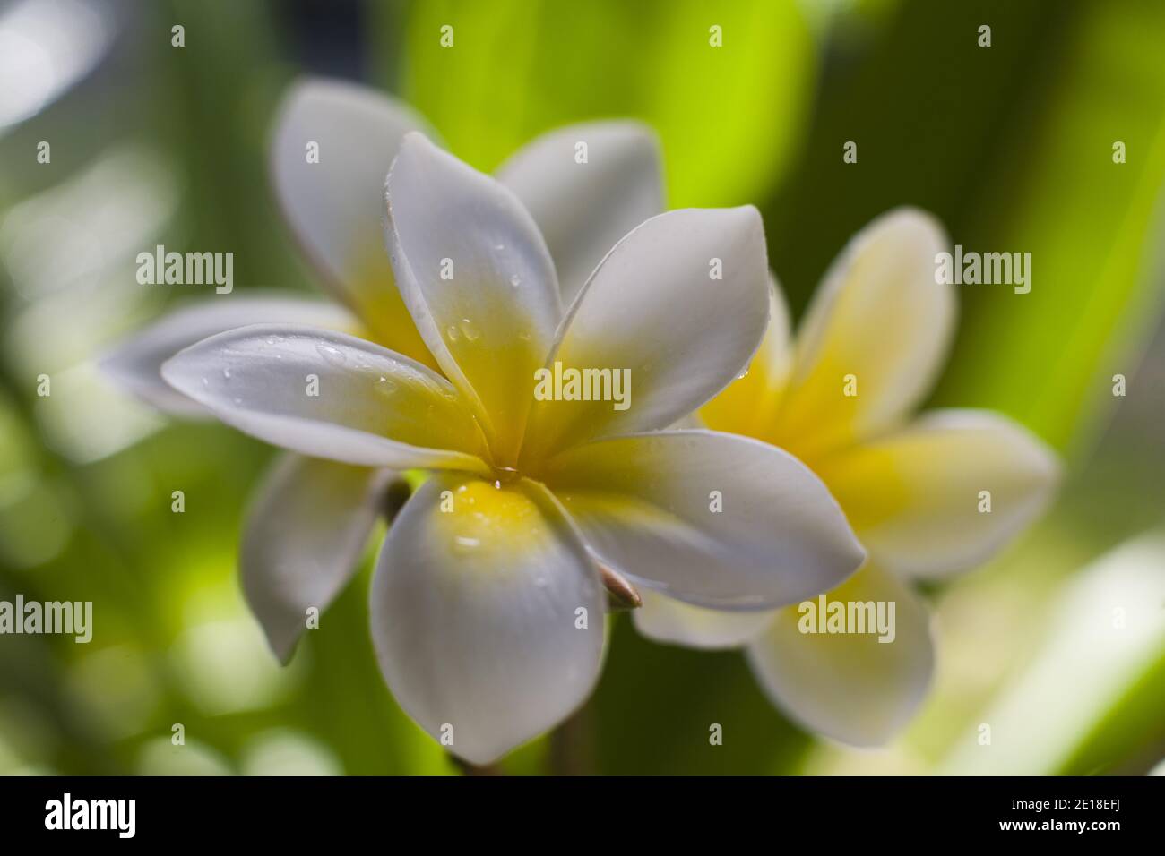 Plumeria flowers, a fragrant blossom deeply tied to Hawaii and its culture, also called ""frangipani Stock Photo