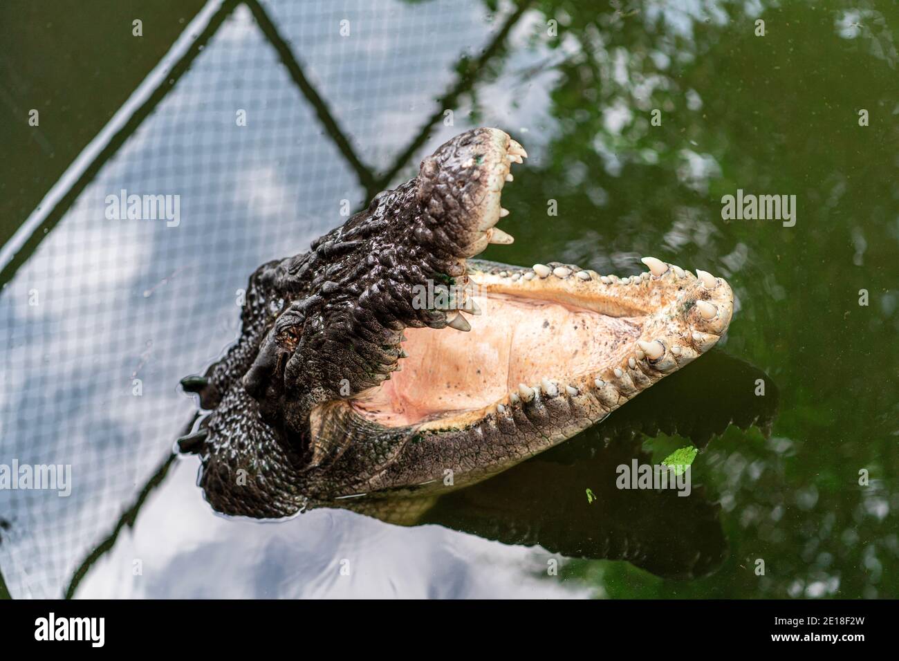 Blind crocodile waiting to be fed Stock Photo