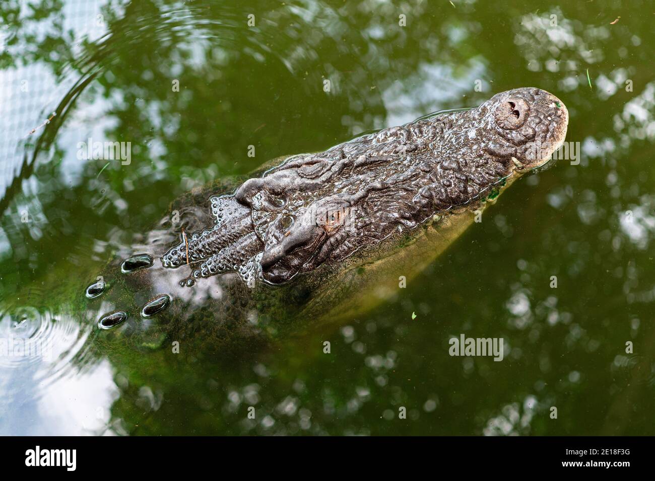 Blind crocodile waiting to be fed Stock Photo