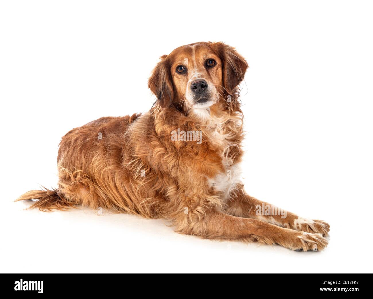 brittany spaniel in front of white background Stock Photo - Alamy
