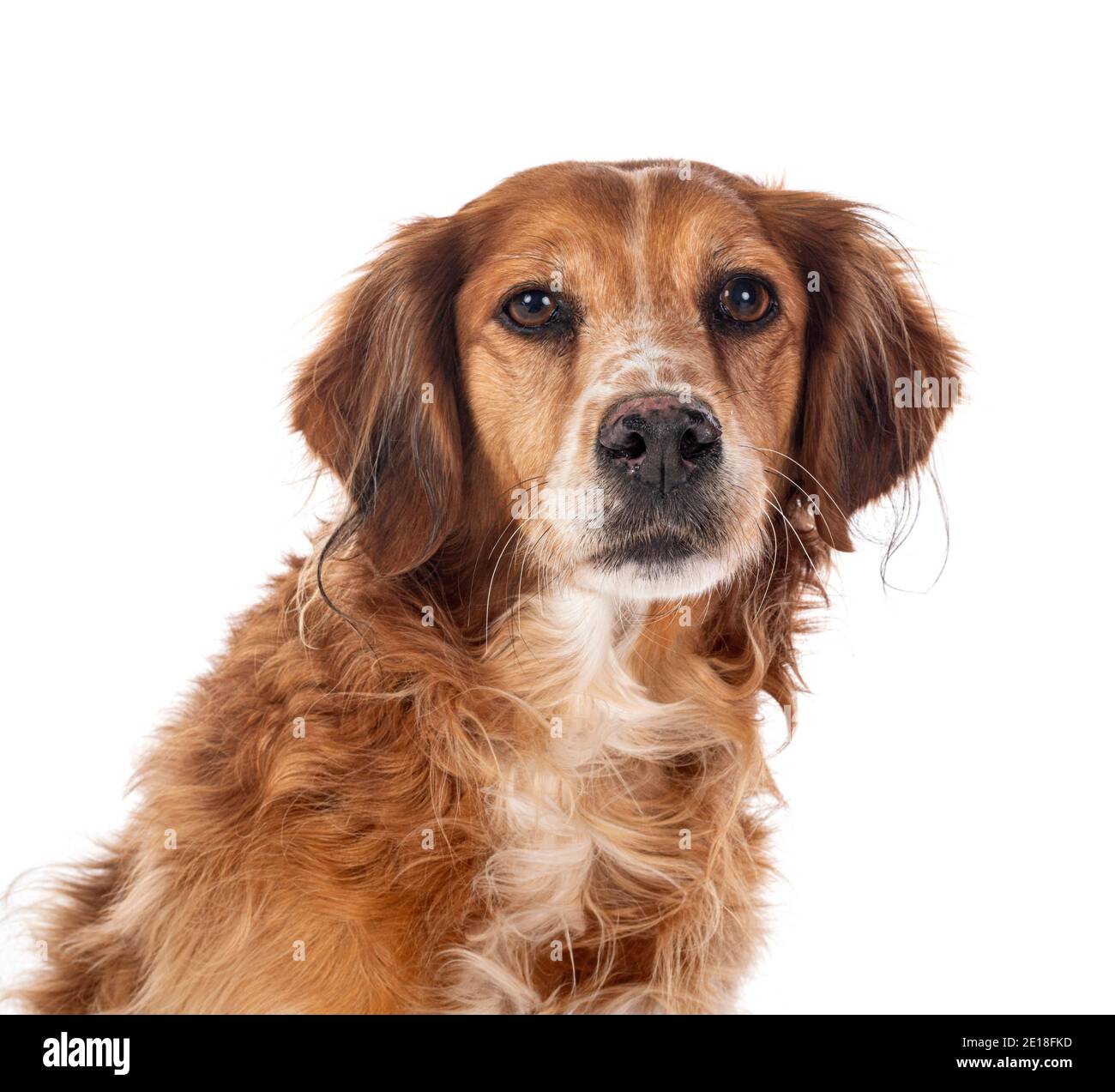 brittany spaniel in front of white background Stock Photo - Alamy