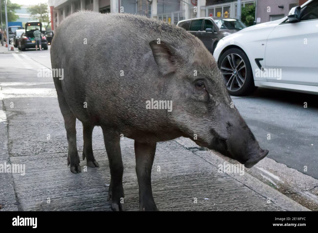 Wild Boar in Central District, Hong Kong, China Stock Photo Alamy