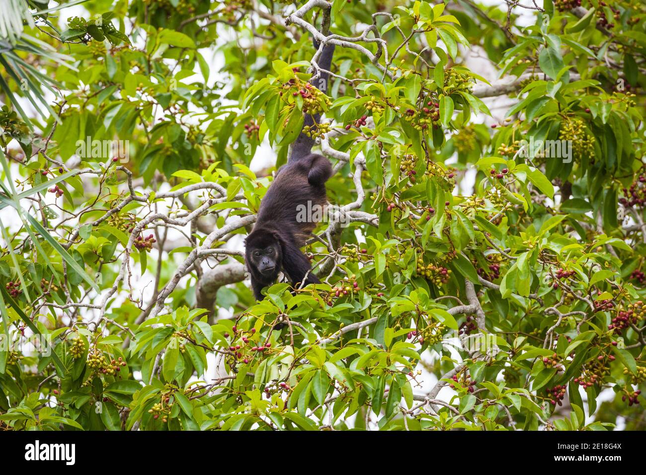 Panama wildlife with a Mantled Howler Monkey, Alouatta palliata, inside the rainforest of Soberania national park, Republic of Panama. Stock Photo