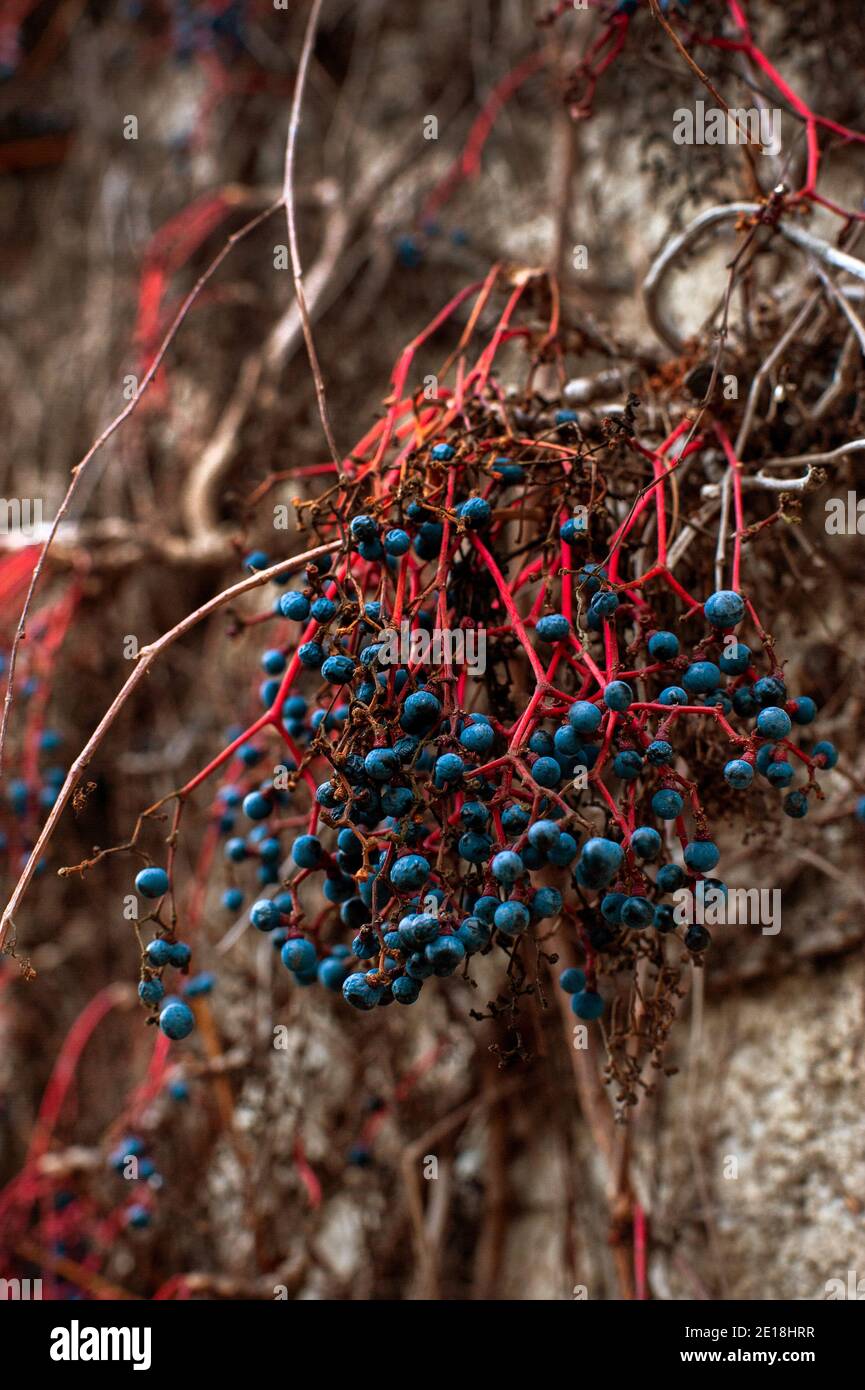 Virginia creeper (Parthenocissus quinquefolia) blue berries growing