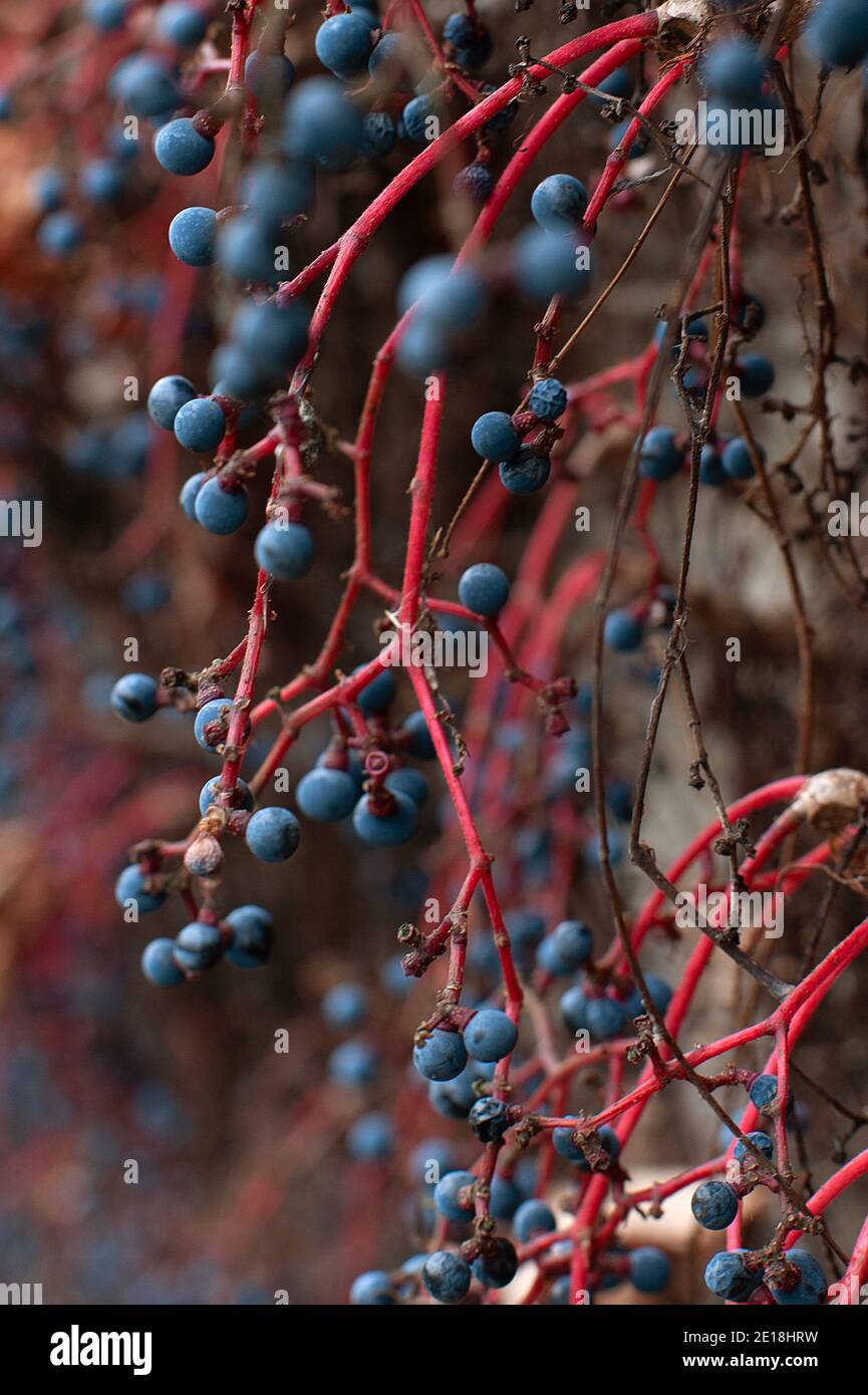Virginia creeper berries hires stock photography and images Alamy