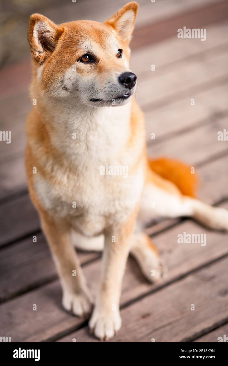 Close-up Portrait of adorable and happy shiba inu dog sitting on the wooden bridge. Stock Photo