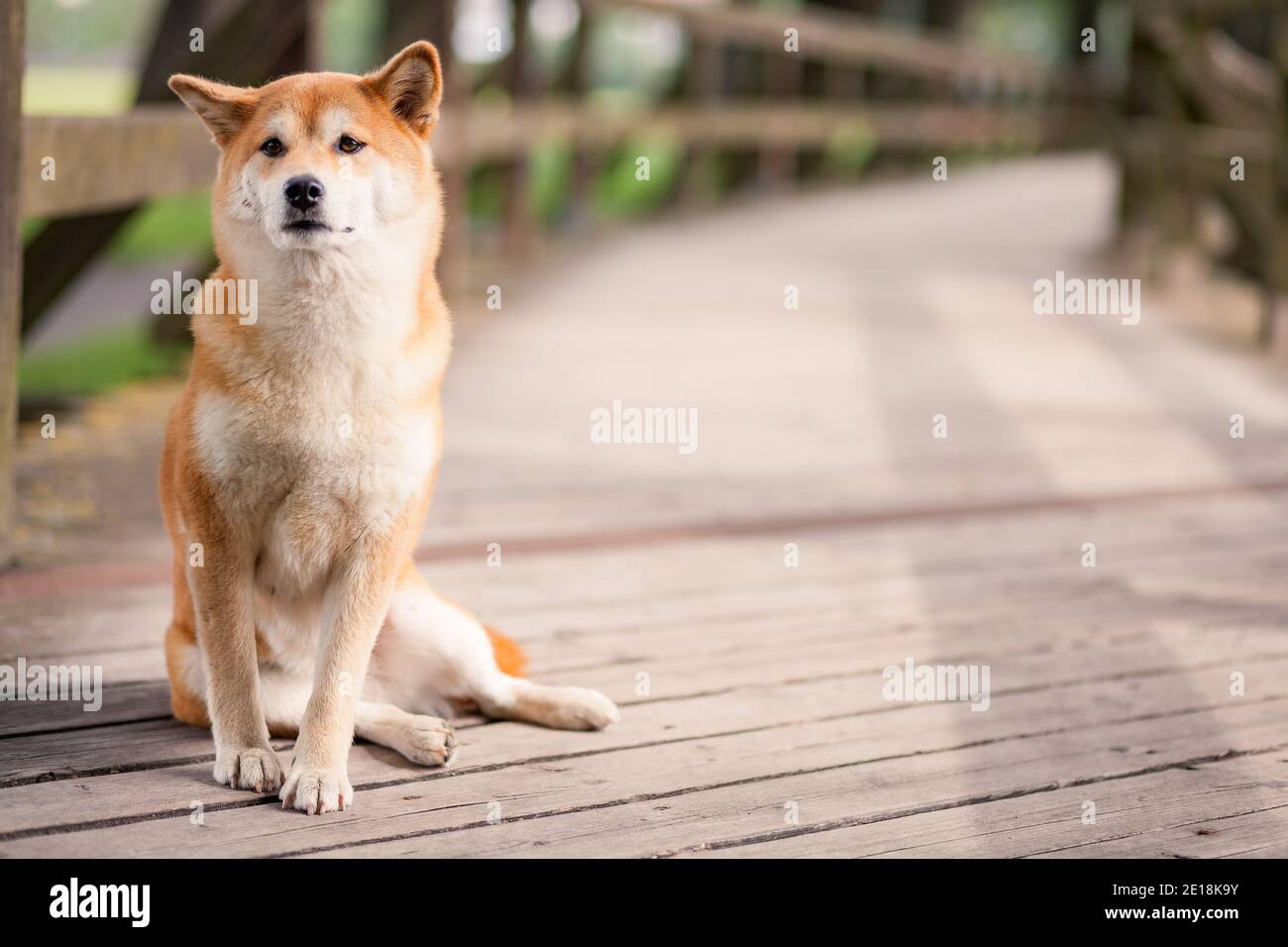 Close-up Portrait of adorable and happy shiba inu dog sitting on the wooden bridge. Stock Photo